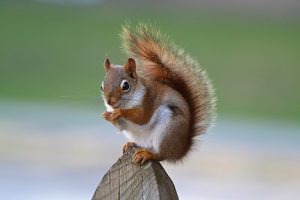 Red Squirrel (Tamiasciurus hudsonicus)