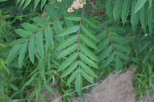 Staghorn-sumac-leaf