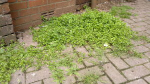 chickweed-urban