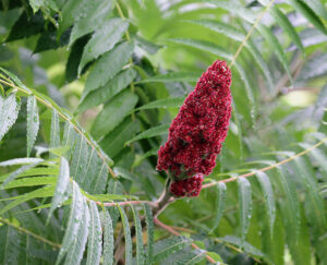 sumac drupe