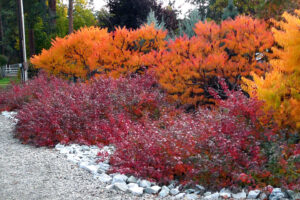 sumacs rocky soil