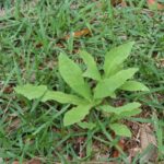 weed in lawn