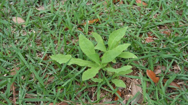 weed in lawn