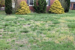 weeds taking over lawn