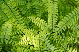 Maidenhair Fern (Adiantum pedatum)