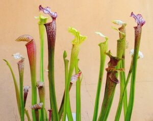 Sarracenia_ne1