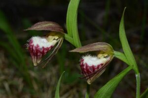 cypripedium-arietinum-in-rleblanc