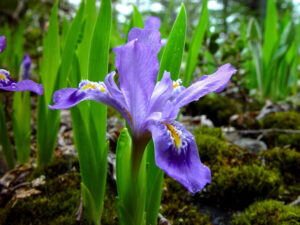 dwarf_lake_iris_lg