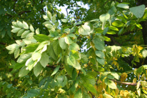 kentucky-coffee-tree