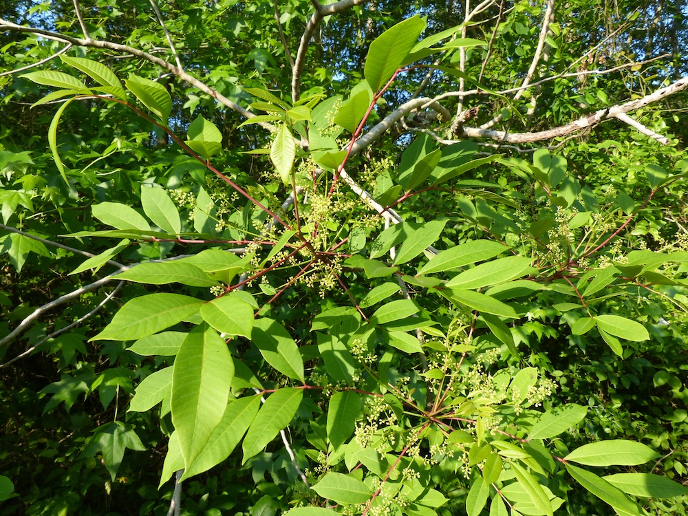 poison sumac