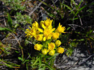 solidago_houghtonii_lg