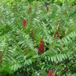 staghorn sumac