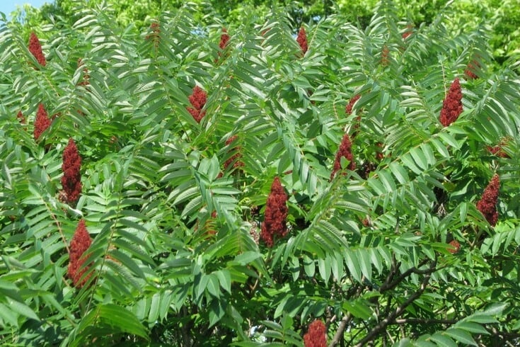 staghorn sumac